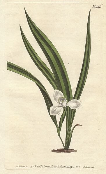 Marsh marica with small white flowers and narrow