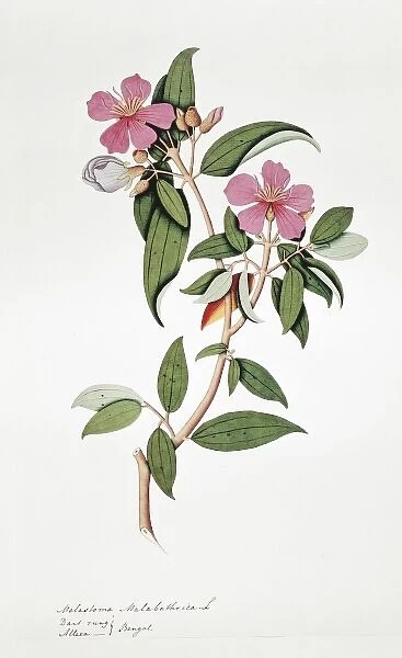 Melastoma malabathrica, black-strawberry tree