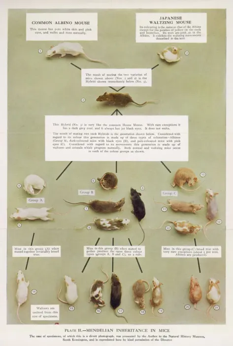 Framed Print : Mendel's Mouse Inheritance Print Framed Print : Mendel's Mouse Inheritance Print