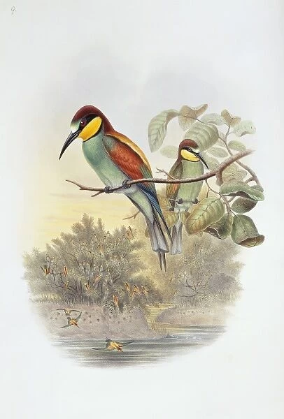 Merops apiaster, European bee-eater