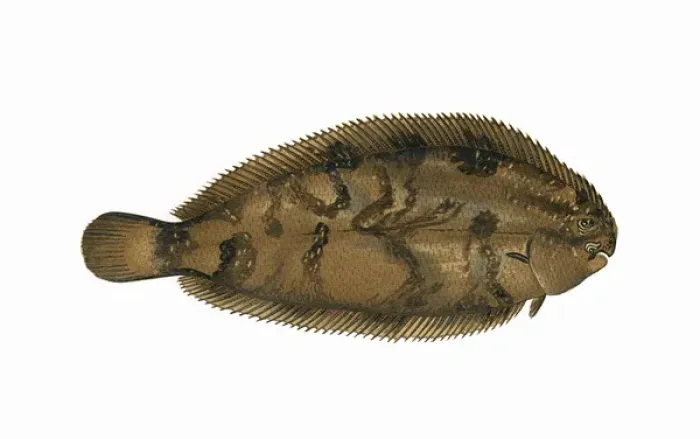 Framed Print : Print of Microchirus variegatus, Thickback Sole Framed Print : Print of Microchirus variegatus, Thickback Sole