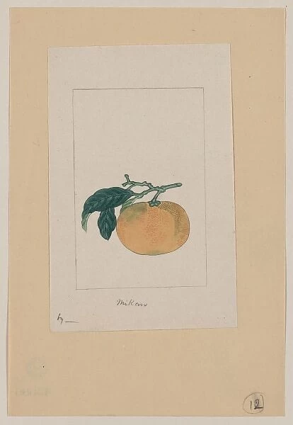 Mikan. Drawing shows the unshUmikan, a type of orange, with stem, part of branch,