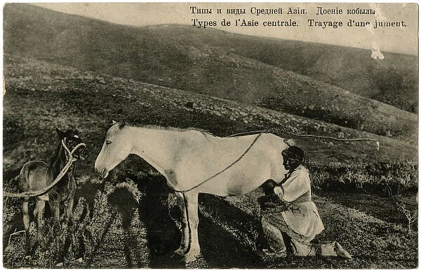 Milking a mare, Central Asia