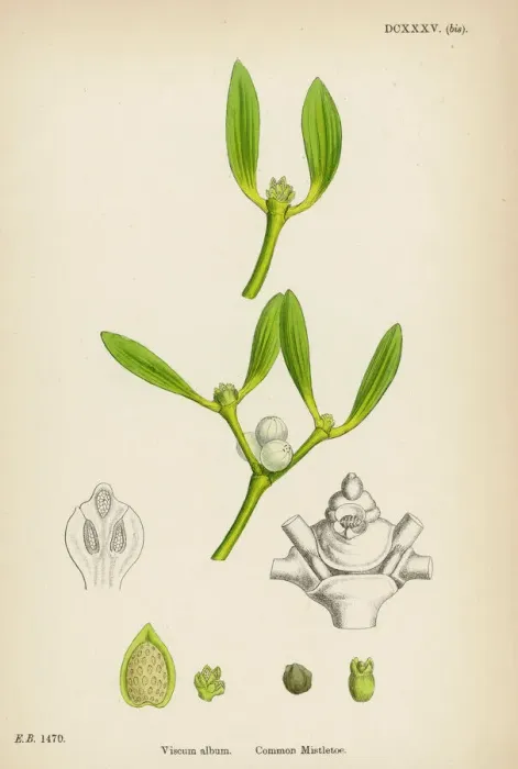 Framed Print : Mistletoe Botanical Print of Viscum album