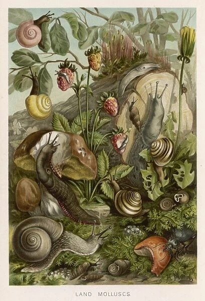 Molluscs  /  Snails  /  Foliage