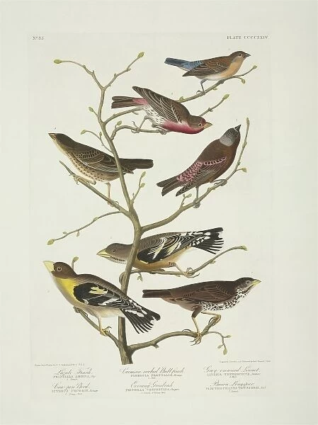 Molothrus ater, Passerella iliaca, Carpodacus mexicanus, Pas