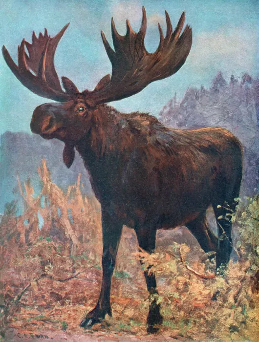 Framed Print : Moose (Elk) Print by Cuthbert Swan, Alces machlis Framed Print : Moose (Elk) Print by Cuthbert Swan, Alces machlis