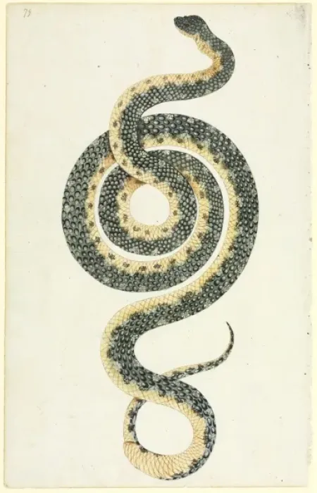 Framed Print : Diamond python watercolour print from Banks Manuscript 34, circa 1790 Framed Print : Diamond python watercolour print from Banks Manuscript 34, circa 1790