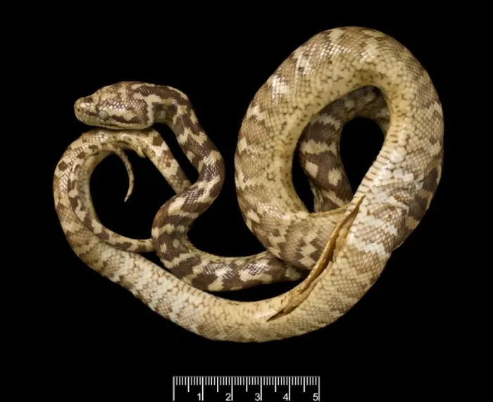 Framed Print : Carpet Python Print, hand-coloured lithograph Framed Print : Carpet Python Print, hand-coloured lithograph