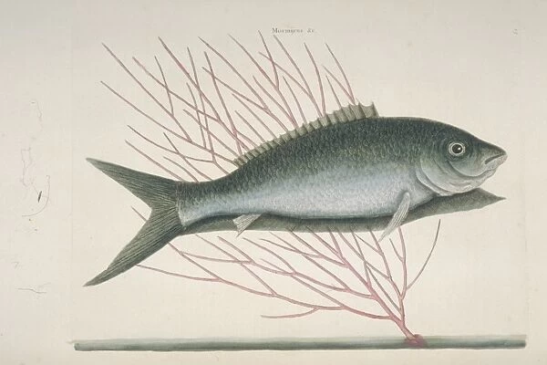 Mormyrus ex cinereo nigricans, bone-fish