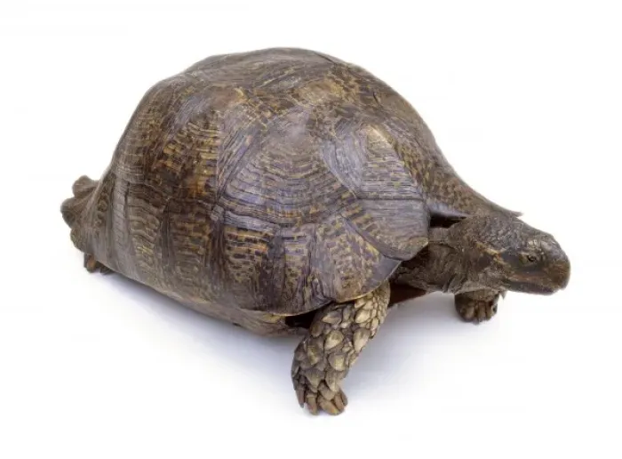 Framed Print : Mounted Tortoise Specimen Print