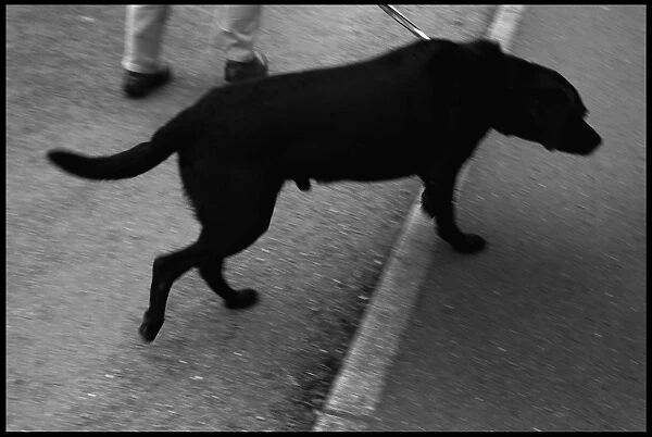 Moving dog near pavement