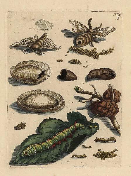 Mulberry leaf and silkworm, Bombyx mori