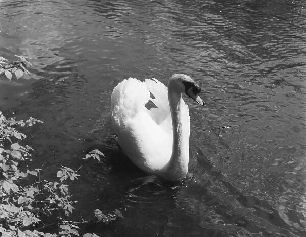 MUTE SWAN. Study of a swan. Date: 1960s