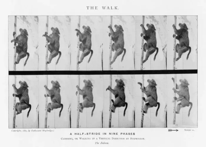 Framed Print : Muybridge Print: Baboon Walking Framed Print : Muybridge Print: Baboon Walking