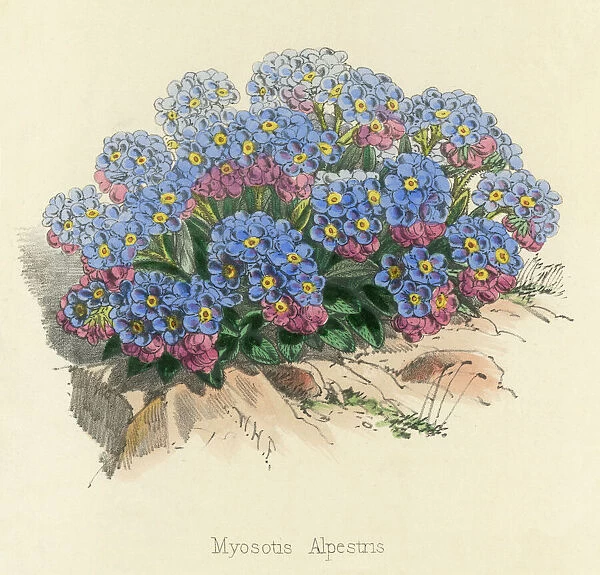 Myosotis Alpestris