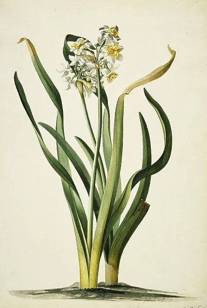 Narcissus tazetta, daffodil