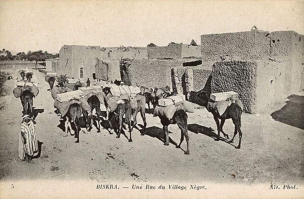 Native village with camels, Biskra, Algeria