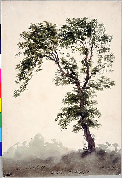 Near Larkhill Study of a Tree