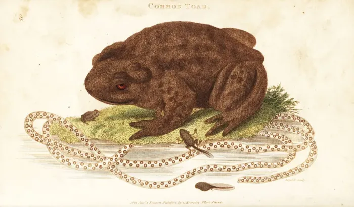 Framed Print : Toad Spawn and Tadpoles Handcoloured Print 1801