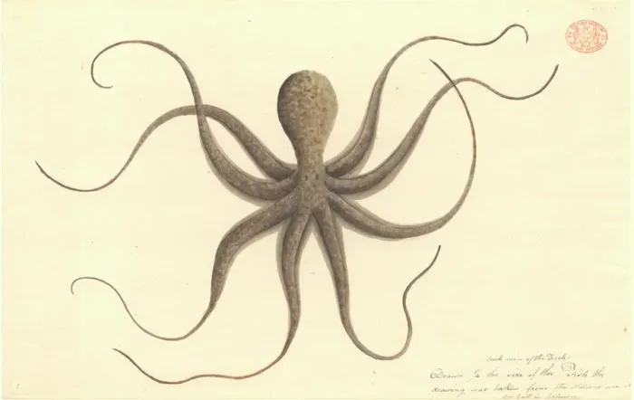 Framed Print : Octopus Watercolour 401 Print, Watling Collection Framed Print : Octopus Watercolour 401 Print, Watling Collection