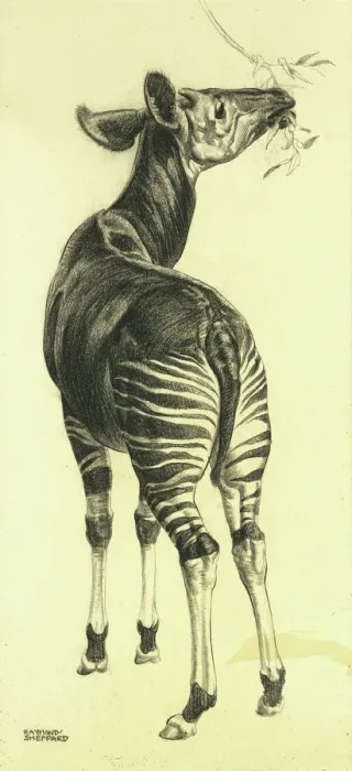 Framed Print : Okapi Chewing Leaves Print, 1949, Drawing at the Zoo Framed Print : Okapi Chewing Leaves Print, 1949, Drawing at the Zoo