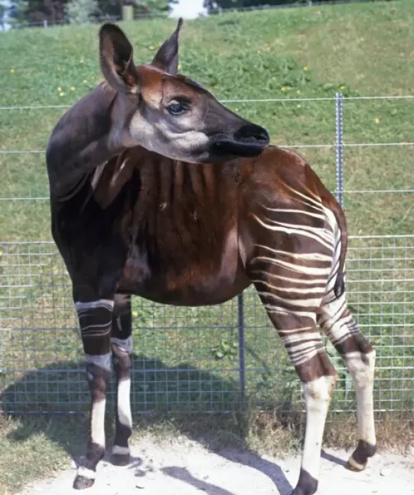 Framed Print : Okapi Print, a photograph of an okapi in captivity