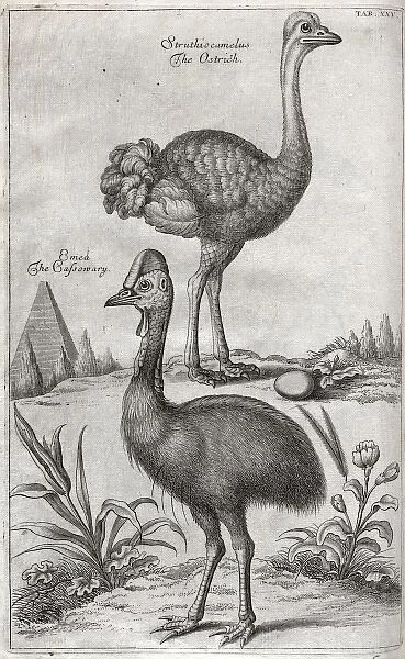 Ostrich with egg and Cassowary