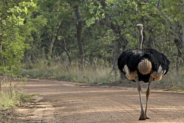 Ostrich - walking on road