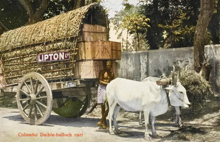 Framed Print : Ox-Pulled Tea Wagon Print, circa 1910s Framed Print : Ox-Pulled Tea Wagon Print, circa 1910s