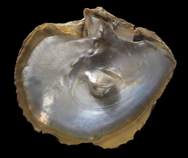 Prints of Oyster shell with pearl