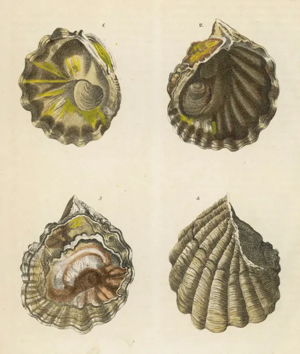 Framed Print : Four Oyster Shells Print Framed Print : Four Oyster Shells Print
