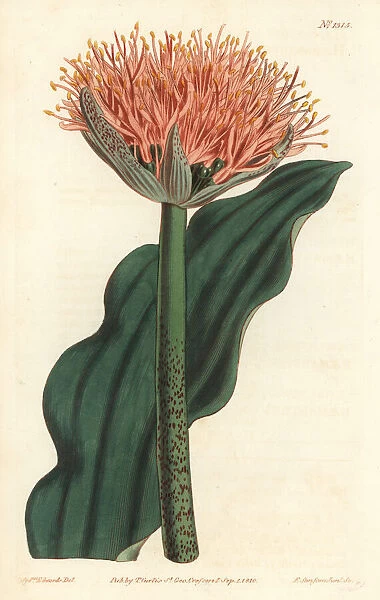 Paintbrush lily, Scadoxus puniceus