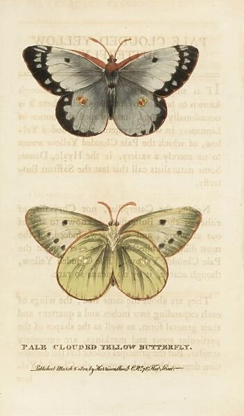 Pale clouded yellow butterfly, Colias hyale