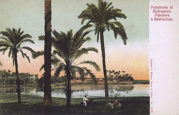 Palm tress at Bedrashin, Giza, Egypt