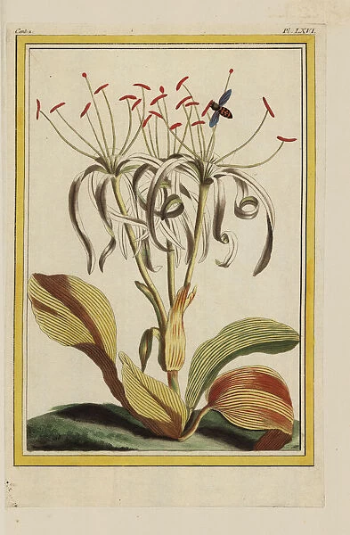 Pancratium zeylanicum