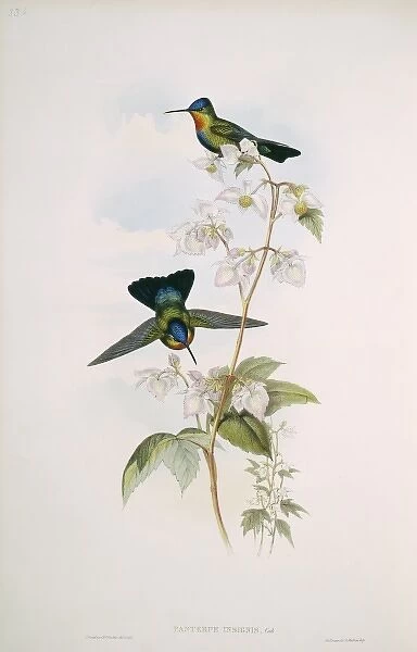 Panterpe insignis, fiery-throated hummingbird