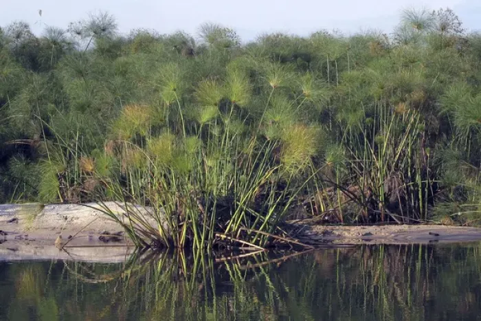 Framed Print : Okavango River Papyrus Print Framed Print : Okavango River Papyrus Print