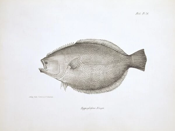Paralichthys adspersus, fine flounder