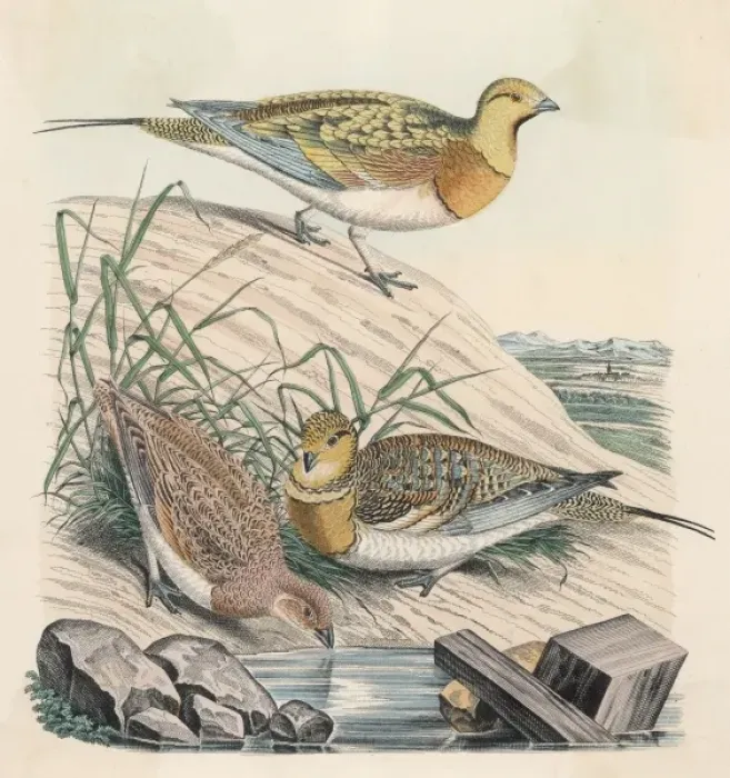 Framed Print : Print of a Common Partridge Framed Print : Print of a Common Partridge