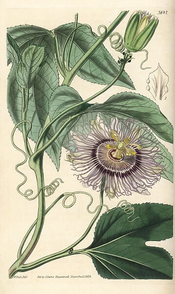 Passionfruit, Passiflora edulis