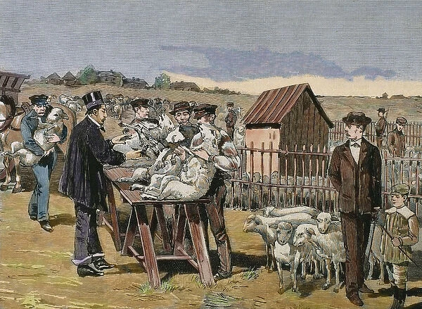 PASTEUR, Louis (1822-1895). Vaccination of sheep against ant