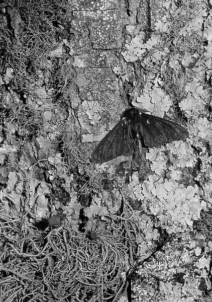 Peppered moth