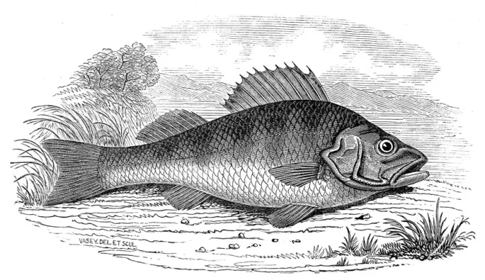 Framed Print : A Perch Print, 1846 Engraving Framed Print : A Perch Print, 1846 Engraving