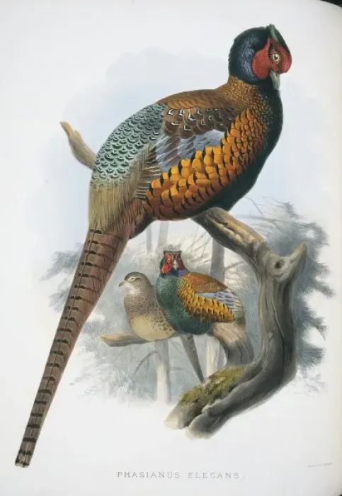Framed Print : Print of Phasianus colchicus elegans, a common pheasant Framed Print : Print of Phasianus colchicus elegans, a common pheasant