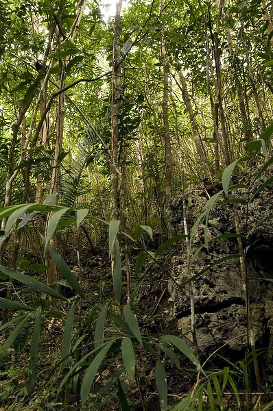 Philippine Tarsier - habitat - dense secondary