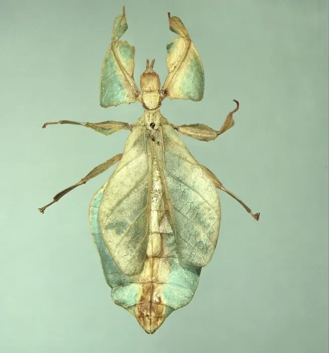 Framed Print : Oriental Leaf Insect Print