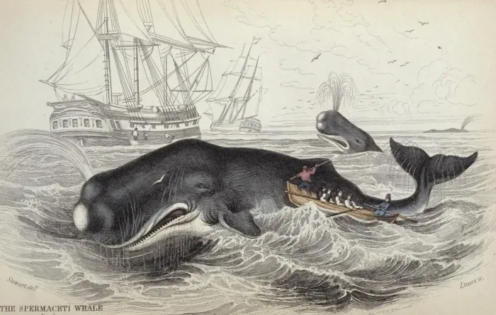 Framed Print : Sperm Whale Print, Hand-Colour Engraving 1833 Framed Print : Sperm Whale Print, Hand-Colour Engraving 1833