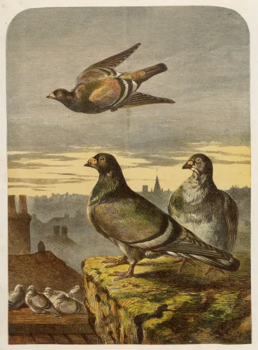 Framed Print : Pigeons on Rooftops Print Framed Print : Pigeons on Rooftops Print