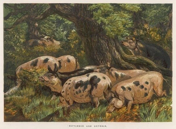 Pigs in Wood 1862